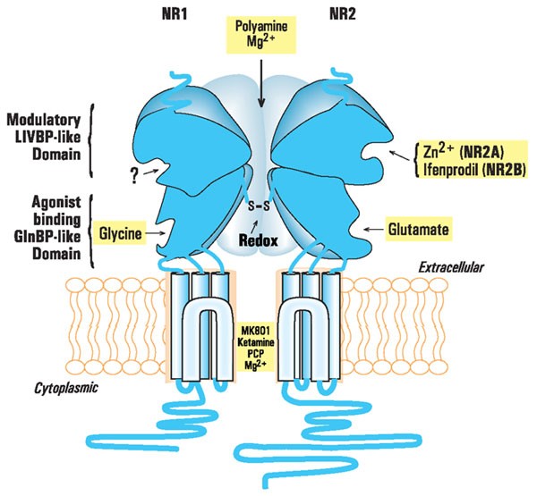 NMDA receptor antagonists research